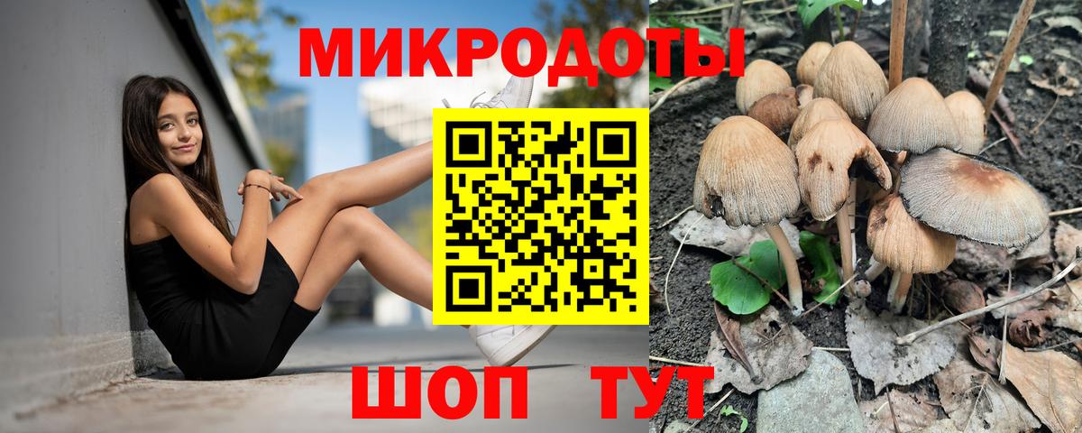 Галлюциногенные грибы Psilocybe Тобольск
